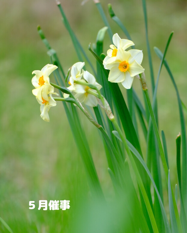 5月の催事
