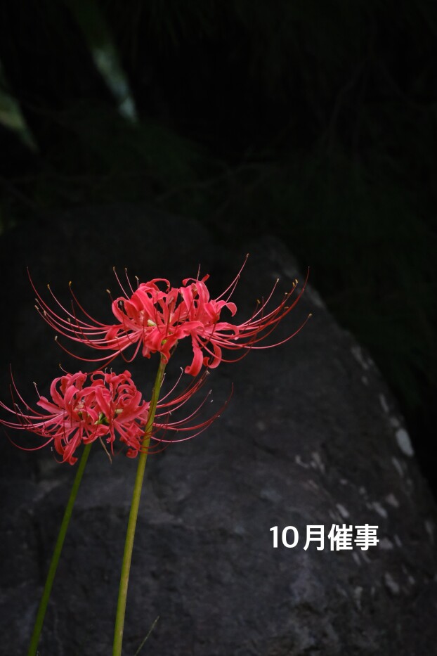 10月の催事
