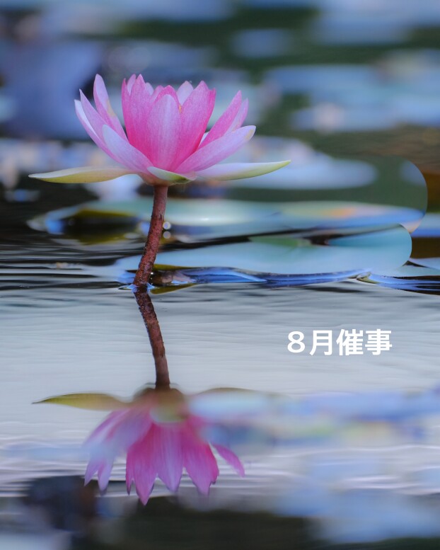 ８月の催事