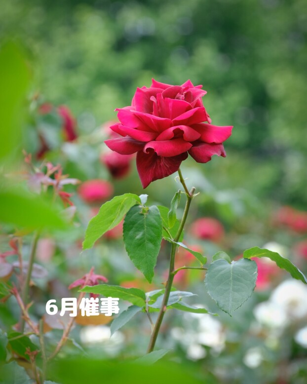 6月の催事