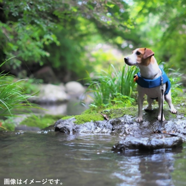 ワンちゃん用🐶ライフジャケット入荷しました✨