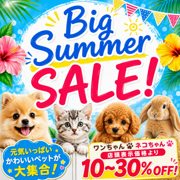 Big  Summer  SALE🏖️