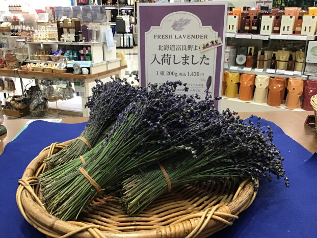 ラベンダー入荷しました！