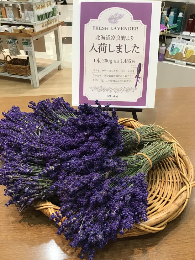 フレッシュラベンダー🪻入荷のお知らせ