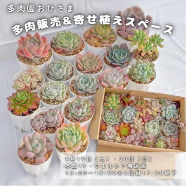 多肉園おひさま　多肉販売＆寄せ植えスペース