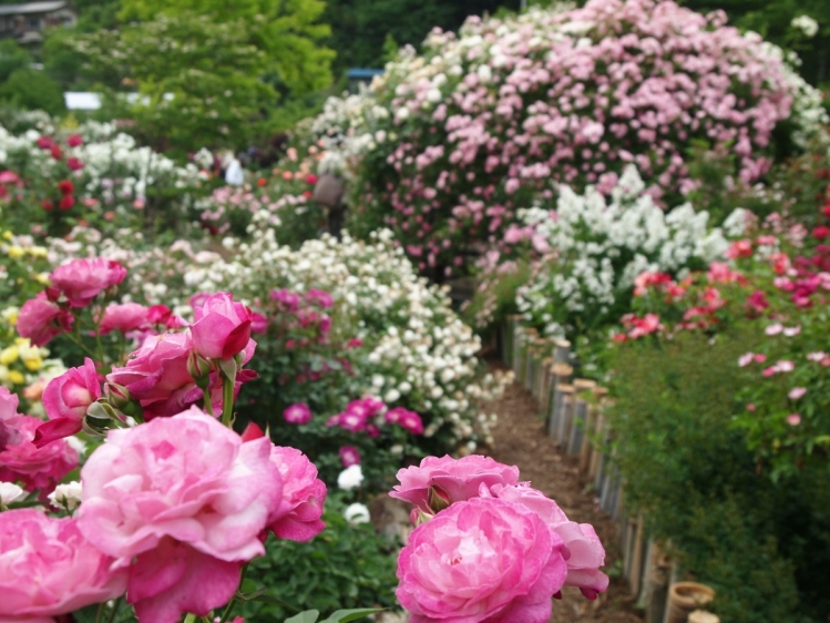 【ゴールデンウィーク特別企画！】埼玉の素敵な花めぐり～フラワーガーデンの世界～