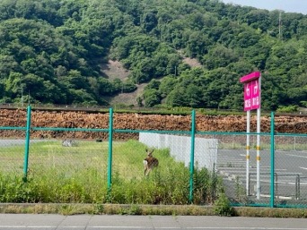 鹿もいるイオンタウン釜石周辺